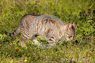 Gray domestic cat walks through the grass and lurks. Unpitched wild male cat Stock Photo