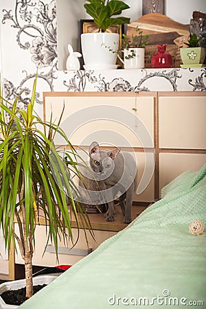 Gray domestic sphinx cat in the bedroom. Sphynx cat walks in the apartment, sniffs indoor flowers Stock Photo