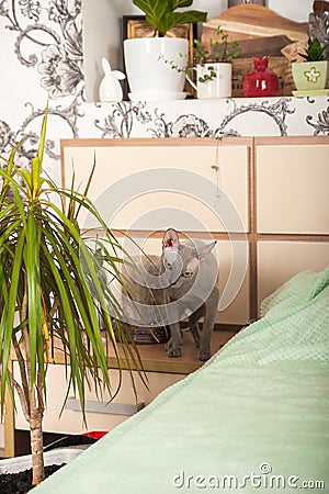 Gray domestic sphinx cat in the bedroom. Sphynx cat walks in the apartment, sniffs indoor flowers Stock Photo