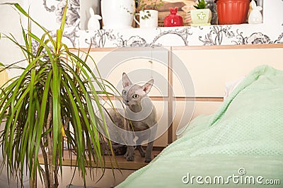 Gray domestic sphinx cat in the bedroom. Sphynx cat walks in the apartment, sniffs indoor flowers Stock Photo