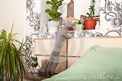 Gray domestic sphinx cat in the bedroom. Sphynx cat walks in the apartment, sniffs indoor flowers Stock Photo