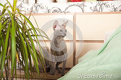 Gray domestic sphinx cat in the bedroom. Sphynx cat walks in the apartment, sniffs indoor flowers Stock Photo