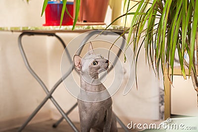 Gray domestic sphinx cat in the bedroom. Sphynx cat walks in the apartment, sniffs indoor flowers Stock Photo