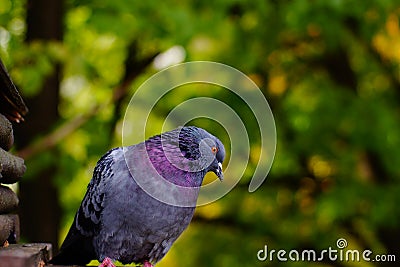 Gray Dove against the background of green tree branches, the head is tilted to the side. Stock Photo