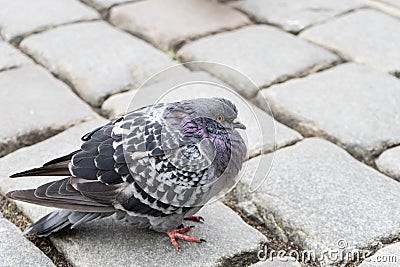 A gray dove Stock Photo