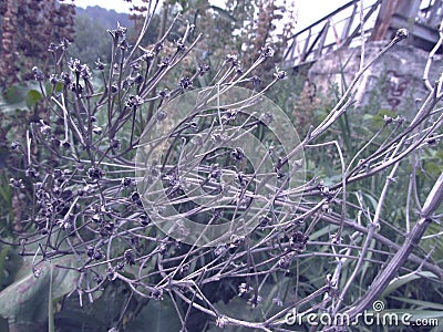 Gray dried branches of curved grass plants against the background of grass of the meadow Stock Photo