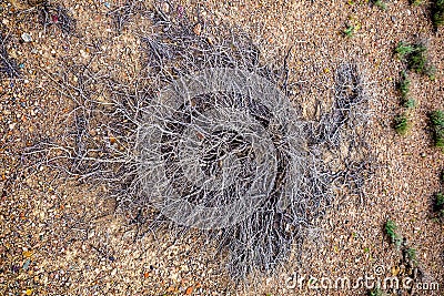 Gray dried desert bush Stock Photo