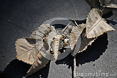 Gray dried leaves laying on the floor Stock Photo