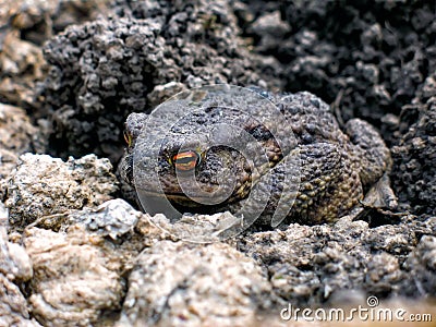 Gray earth toad woke up in the spring Stock Photo