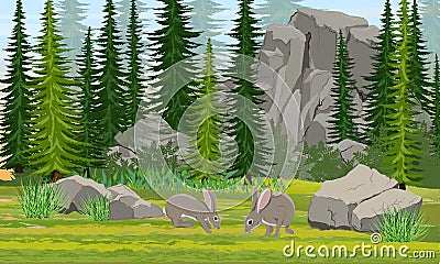Gray European hares in the meadow. Spruce forest, stones and mountains, grass Vector Illustration