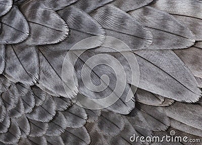 Gray feathers Stock Photo