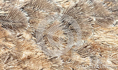 Gray feathers on an ostrich as an abstract background. Texture Stock Photo
