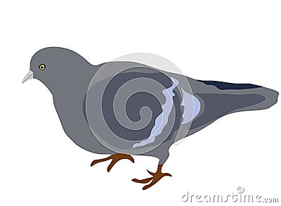 Gray Feral pigeon standing icon isolated on white backgroun, vector eps 10 Vector Illustration