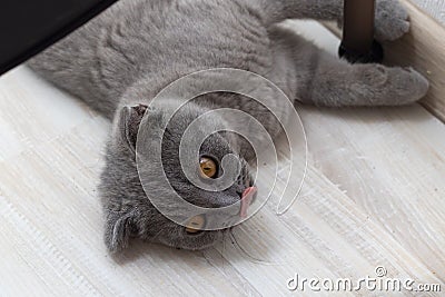 Gray fluffy cat is. The concept of pets. Banner Stock Photo