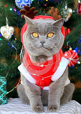 A gray fluffy cat dressed as Santa Claus sits on the background of a New Year tree and waits for delicious gifts. Stock Photo