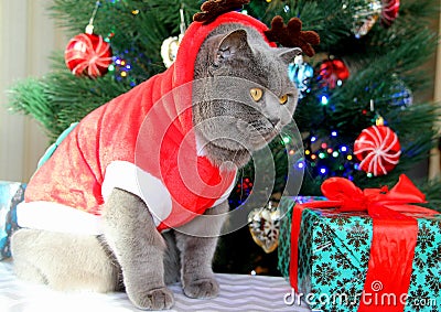 A gray fluffy cat dressed as Santa Claus sits on the background of a New Year tree and waits for delicious gifts. Stock Photo