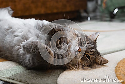 Gray fluffy cat lying on its back with its belly up on floor indoors and looking at camera. Resting Siberian cat Stock Photo