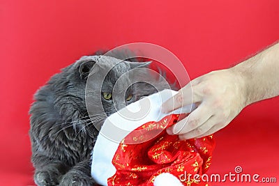Gray fluffy cat Nebelung. Defocused Christmas hat in hand on a red background. Beautiful card. Copy space - pet concept Stock Photo