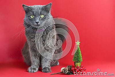 Gray fluffy cat Nebelung. Defocused little Christmas tree and branch with cones and berries on a red background Stock Photo