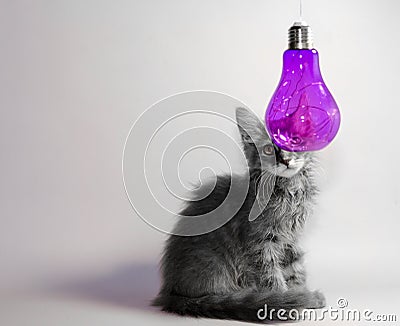 gray kitten peeps out from behind a transparent purple decorative lamp Stock Photo