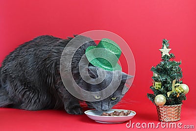 A gray fluffy Nebelung cat in a green shiny hat and a plate with food. Defocused little Christmas tree on a red background. Stock Photo