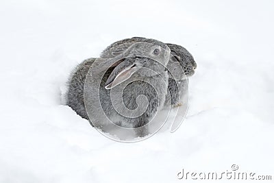 Gray fluffy rabbits on white winter snow. Stock Photo