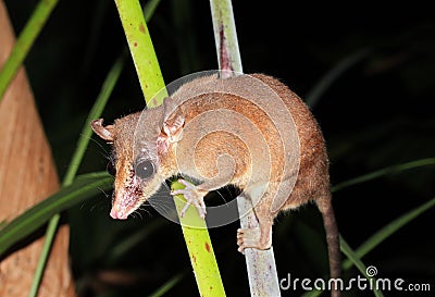 Gray Four-eyed Opossum Stock Photo