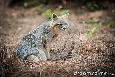 Gray Fox Stock Photo