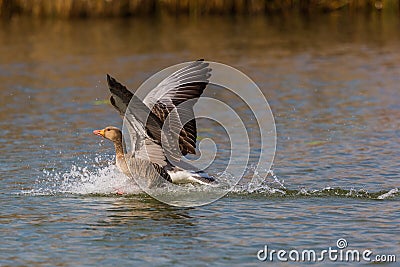 Gray goose anser anser landing on water surface, drops, splash Stock Photo