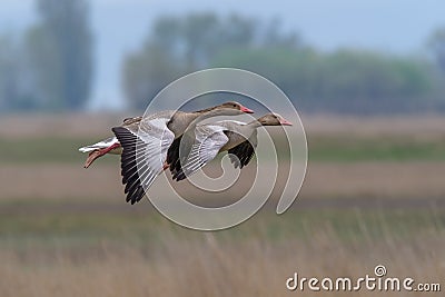 Gray goose Anser anser. Two flying birds over a lake with reeds Stock Photo