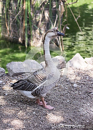 Gray goose leisurely walks along the pond Stock Photo