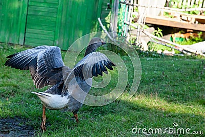 Gray goose quacking walking in the yard with spread wings Stock Photo