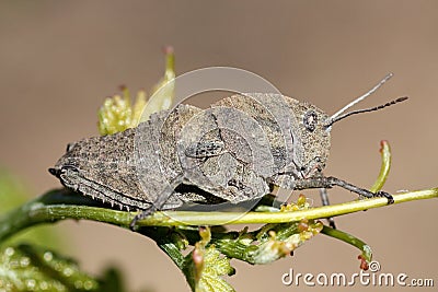 Gray grasshopper Stock Photo