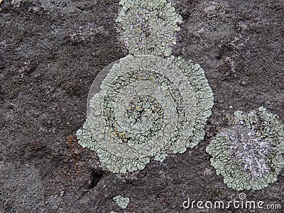 Gray, Green, Black, Lichen on rock, symbiotic combination of a fungus with an algae or bacterium, close up, macro in fall on the Y Stock Photo