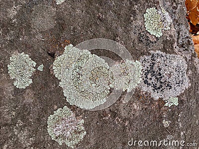 Gray, Green, Black, Lichen on rock, symbiotic combination of a fungus with an algae or bacterium, close up, macro in fall on the Y Stock Photo