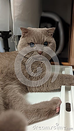 Gray grey British shorthair cat Scottish fold ear Stock Photo