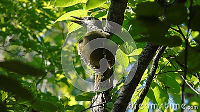 Gray-haired woodpecker, birds, Nature, Amur region, Russia Stock Photo