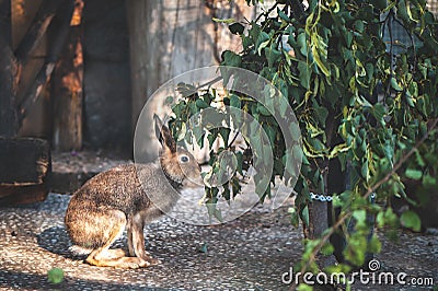 Gray hare is eating leaves Stock Photo