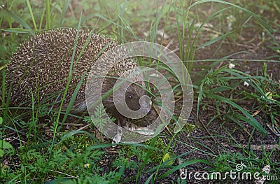 Gray Hedgehog runs in green grass in the forest. Small European mammal with spiny hairs on its back. Hedgehog in motion. Stock Photo