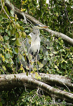 Gray Heron Stock Photo