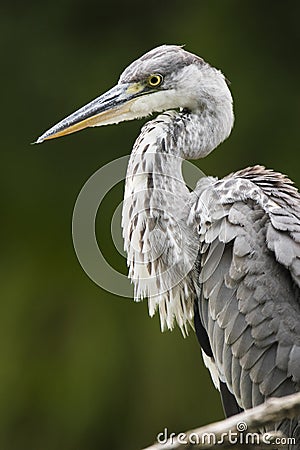 Gray heron Ardea cinerea, big gray bird, gray fluffy feathers, long orange beak, sitting on branch, relaxing Stock Photo