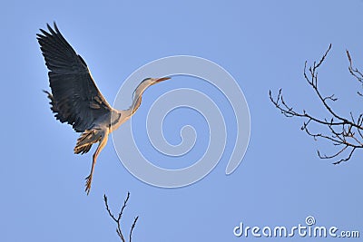 Gray Heron (Ardea Cinerea) in flight Stock Photo