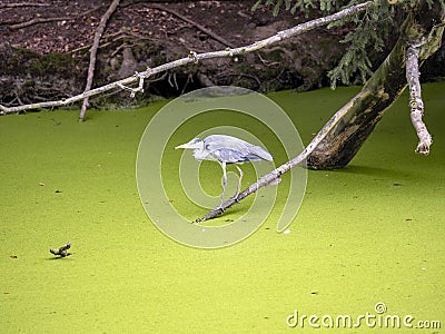 gray heron, Ardea cinerea, lurks over water covered with plants Stock Photo