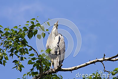 Gray heron (Ardea cinerea) sitting on a tree in Germany and basks in the evening sun . Stock Photo
