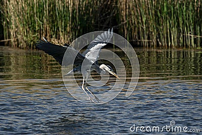 Gray heron - a species of large water bird with a slender figure with a long curved neck Stock Photo