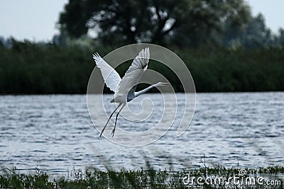 Gray heron - a species of large water bird with a slender figure with a long curved neck Stock Photo
