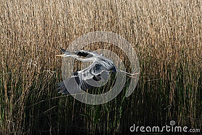 Gray heron - a species of large water bird with a slender figure with a long curved neck Stock Photo