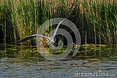 Gray heron - a species of large water bird with a slender figure with a long curved neck Stock Photo