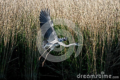 Gray heron - a species of large water bird with a slender figure with a long curved neck Stock Photo