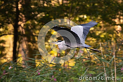 Gray heron in flight Stock Photo